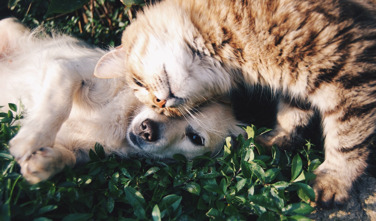 Pet-Friendly Beach Clubs & Beaches in Dubai for Dogs 2026