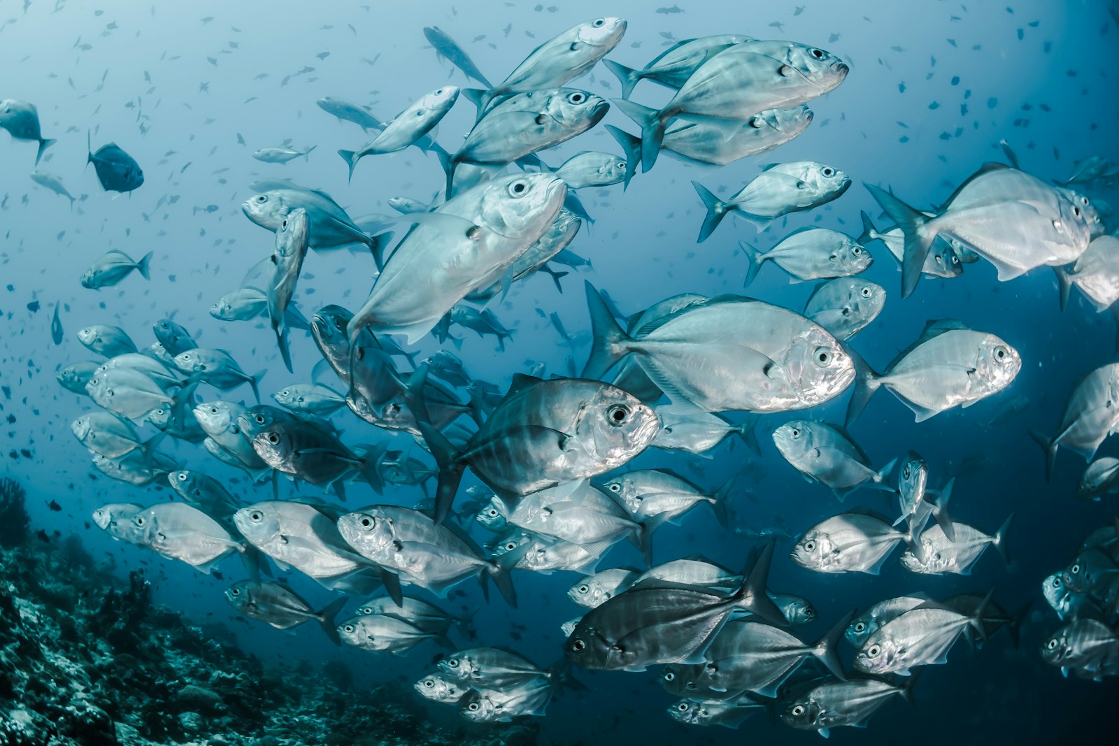 Snorkeling and Diving Near Dubai Beach Clubs 2026 — Sites, Operators & Day Trips